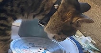 『おやつを食べている2匹の猫』を見たら…あまりにも食べづらそうな『まさかの状況』に「ニュースタイルｗ」「気にしてなさそうｗ」と爆笑の声