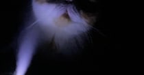 加湿器をつけて寝ていると猫がやってきて…飼い主が恐怖を感じた『ホラーな光景』に爆笑の声「怪談話が始まるのかなｗ」「お化け屋敷みたい」