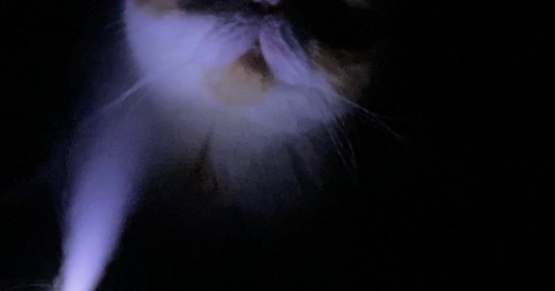 加湿器をつけて寝ていると猫がやってきて…飼い主が恐怖を感じた『ホラーな光景』に爆笑の声「怪談話が始まるのかなｗ」「お化け屋敷みたい」