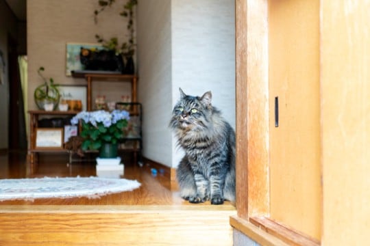 猫が飼い主の帰りを『玄関で待っている』理由4選　考えられる心理や勘付くワケも解説