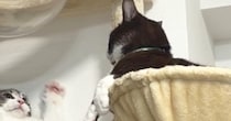 『何もしていない同居猫』に対して…もう1匹の猫が見せた『泣けるほど可愛い行動』に「前世はきっとレッサーパンダ」「弱そうｗ」と１万いいね