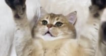 『子猫のときの遊び』を『大きくなった猫』に試してみた結果…たまらなく可愛い反応が70万再生「赤ちゃんみたいｗ」「キュンキュンきた」