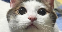 キラキラとした瞳の猫→表情が変わると…同じ猫とは思えない『驚きの変貌ぶり』に爆笑「きゅるんとしてたのにｗ」「カラコンを取った後みたい」