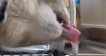 猫が蛇口の水を飲む姿がまるで運動部男子…想像以上に『ワイルドな飲み方』に「マネージャーと恋が始まりそう」「男らしくて素敵」と４万いいね
