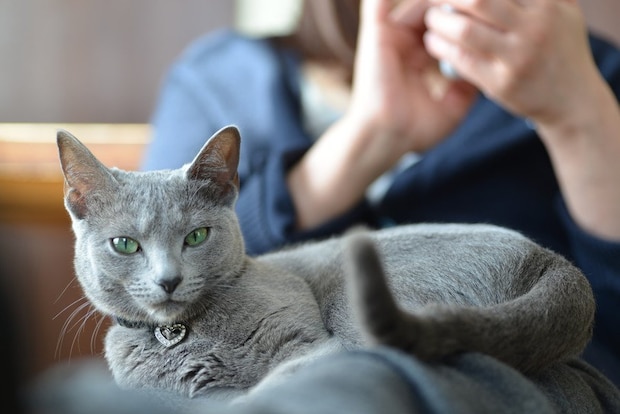 飼い主の膝にのるロシアンブルー