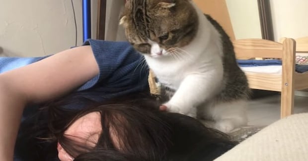 朝ごはんが食べたい猫→眠っている飼い主のもとにやってくると…『尊すぎる光景』が118万再生「爪立てない優しさに愛を感じる」「たまらん」