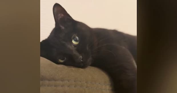 天気を気にする飼い主さん→隣には『くつろぐ黒猫』がいて…表情が可愛すぎると48万再生「うっとりとした顔がたまらん」「母性爆発した」
