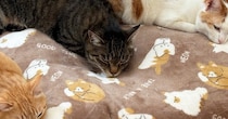 飼い主『声出た』→布団の上にいる"３匹の猫"をふと見たら…予想外の『尊すぎる瞬間』に２万いいね「かわいい」「笑顔になった」と反響
