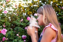 猫の『鼻が乾いている』ときに考えられる原因4つ　放置しても大丈夫？普段湿っている理由も解説