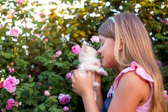 猫の『鼻が乾いている』ときに考えられる原因4つ　放置しても大丈夫？普段湿っている理由も解説