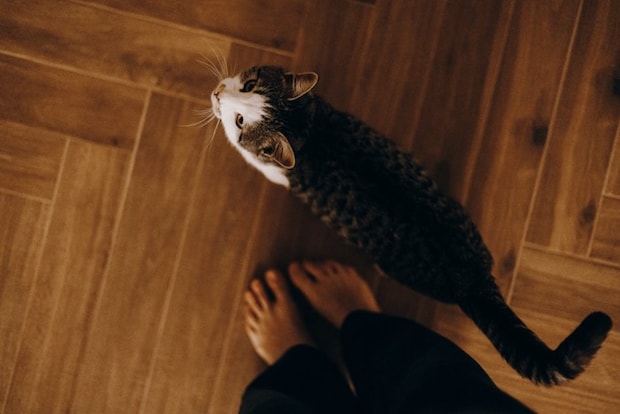 足元から見上げる猫