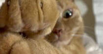 おててを伸ばしていた猫→ちょっと顔を近づけた途端に…『まさかの行動』に爆笑の声「お顔はカワイイままなのにｗ」「怖すぎて笑う」