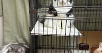 『あ、可愛い！』と思って『集合していた猫たち』を撮った結果…まさかの『衝撃的な表情』に「メンチ切ってる感好きｗ」「何があったｗ」