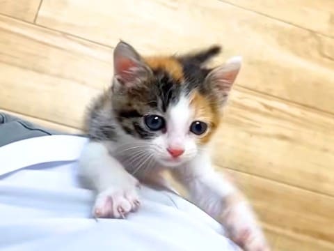 元気いっぱいな保護子猫→ずっと後を追いかけてきて…尊すぎる『微笑ましい光景』に「一生懸命走ってくる」「可愛いストーカー」と反響集まる