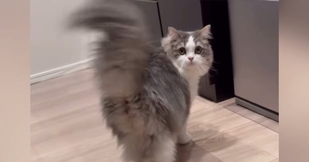 飼い主を見つけた猫→壁に身を隠した『次の瞬間』……可愛すぎる『遊びの様子』に「最高やん」「だるまさんがころんだかな」と７万再生