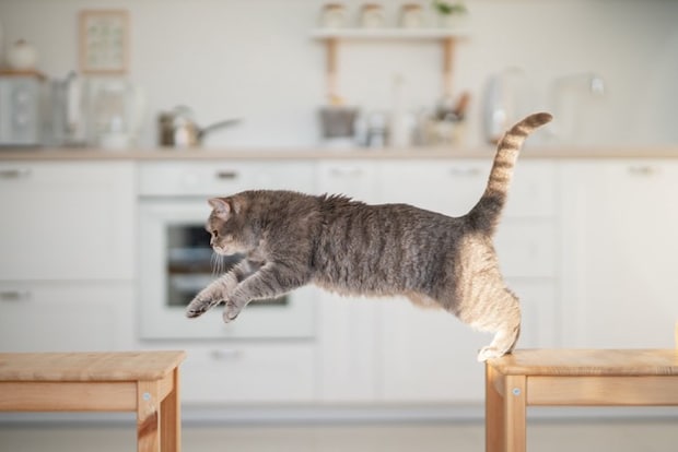 猫のジャンプ