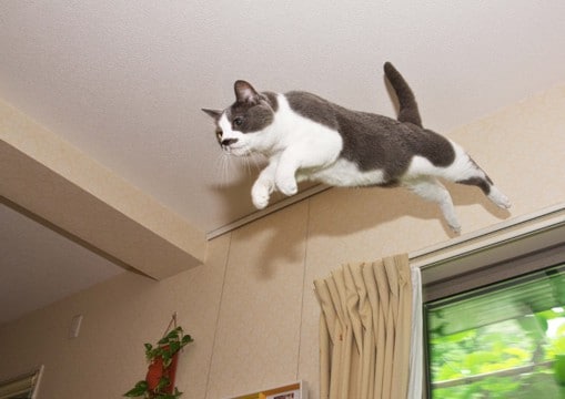 猫が持っている『ジャンプ力』に関するヒミツ7選　高く跳べる理由や猫種による違いもご紹介