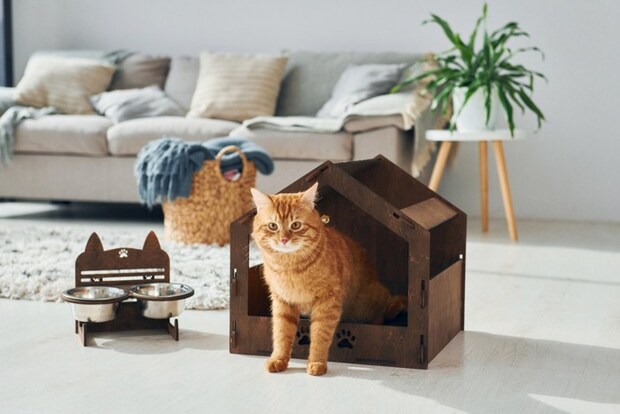 キャットハウスから体を出している猫