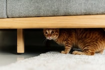 人見知りな猫は要注意！膀胱炎を繰り返す猫の「不安サイン」とは【獣医が解説】