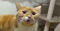 飼い主に甘える猫→もっと撫でてほしくて…ニャーではない『まさかの鳴き方』が尊すぎると107万再生「涙出てきた」「撫で回すしかない」