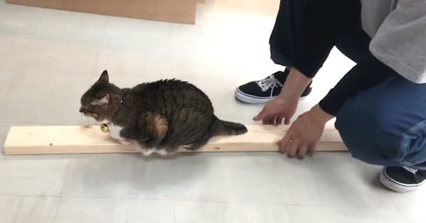 木材に乗る猫→気づかれずに『持ち上げられるか』挑戦してみた結果…爆笑の攻防戦が17万再生「ごまかし方ワロタｗ」「木の吸引力がすごい」