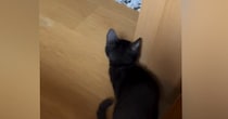 柱の陰に隠れて『ソワソワしていた子猫』→飼い主が近づくと…『尊すぎる瞬間』に「全部が愛おしい」「やだぁー可愛い」と癒される人が続出