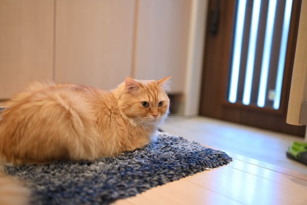 玄関で待つ猫（マンチカン）