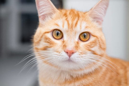 猫にまつわる『基礎知識』4選　平均寿命や習性などの特徴から意外な能力までご紹介