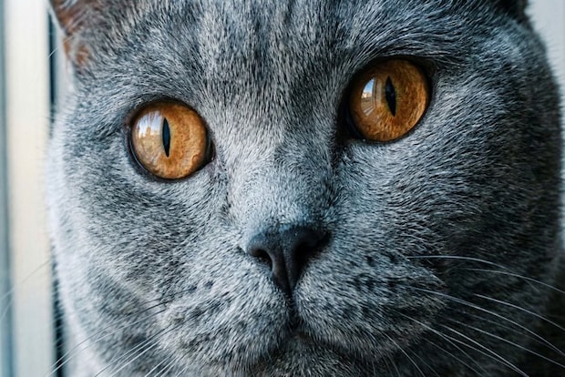 猫の顔のアップ