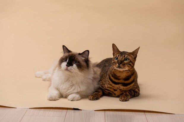仲良く並ぶ2匹の猫