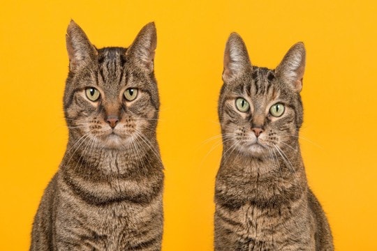 猫は性別によって『顔立ち』が違うって本当？異なる3つのポイントや見分け方のコツ