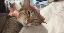 コタツを愛してやまない猫→暖かくなり、片づけた結果…撤去後の『かわいい反応』に「動揺してるｗ」「ちょっと寂しげｗ」と反響