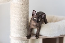 10年前に行方不明になった愛猫が発見された！　喜びもつかの間、飼い主が直面した「過酷な現実」　英国