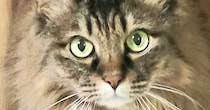 『かわいい表情をしていた猫』が、2秒後……笑ってしまう『表情の変化』に「ギャップが凄いニャンｗ」「どちらも可愛いｗ」と12万表示