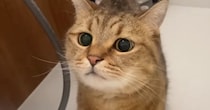 部屋を移動するたびに後をついてくる『甘えん坊な猫』…思わず笑う『可愛いストーカー』ぶりに「いろいろな所に出没するｗ」「チェックしにきたｗ」