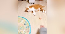 くつろいでいた猫に『ボール』を転がしてみると……『まさかの反応』に笑う人続出「もはや達観してるｗ」「虚無すぎる」と33万表示
