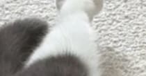 『猫の足』を見たら、『お花のような形』になっていて…たまらなく可愛い瞬間に３万いいね「ペシペシされたい」「けしからん」と悶絶の声