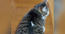 机の上でくつろぐ猫→『しっぽ』を見ると……可愛すぎる『動き』に笑顔になる人が続出「たまらない」「トトロみたいで可愛いｗ」と反響