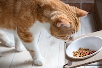猫が『フードに飽きてしまう』ときの理由3つ　食べないときに試したい改善策もご紹介