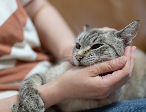 猫があなたに『甘噛み』してきたときの理由5つ　止めさせるコツや適切な対処法も解説