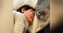 くつろぐ猫→男の子が『猫吸い』をしにやって来ると…可愛すぎる『触れ合いの様子』が25万再生「大好きが伝わってほっこり」「癒ししかない」