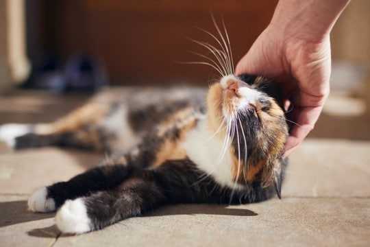 猫がいつもより『激しくスリスリ』するときの理由5つ　入念にしたがるワケや上手な応え方まで
