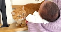 ママが生まれたばかりの赤ちゃんを猫に見せたら…『人見知り全開の反応』が可愛すぎると43万再生「面白いリアクションｗ」「見守ってる感ｗ」