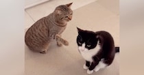 姉猫にかまってほしい妹猫→ちょっかいを出してみた結果…『微笑ましいやり取り』に癒される人が続出「遊んでほしいのかなｗ」「えいってｗ」