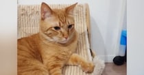 隣に『苦手なぬいぐるみ』があることに『気づいた猫』→次の瞬間……衝撃的な反応に「ナイスリアクションすぎるｗ」「ギャーーーｗ」と爆笑の声