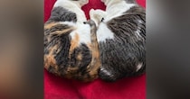 『とっても仲良しな2匹の猫』が一緒に眠っているところを見ると…完璧に『シンクロした瞬間』に反響「超絶癒されたｗ」「めっちゃかわいい」