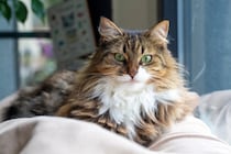 『抜け毛が多い』とされている猫種6選　それぞれの特徴や対策方法までご紹介