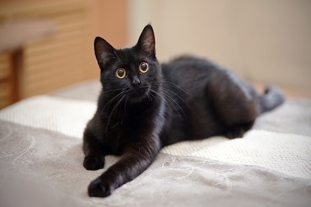 目を丸くする黒猫