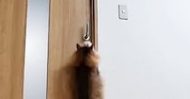 猫が開けられないように『ドアノブを縦向き』にした結果…ペットカメラが捉えた『驚きの瞬間』に「IQ200くらいありそう」「笑ったｗ」