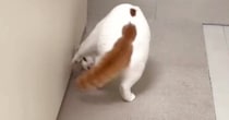 ３連続で前転を披露する猫…あまりにも『綺麗な動き』がスゴすぎるとSNSで反響「おもしろかっこいい」「笑いが止まらないｗ」「身体能力高い」